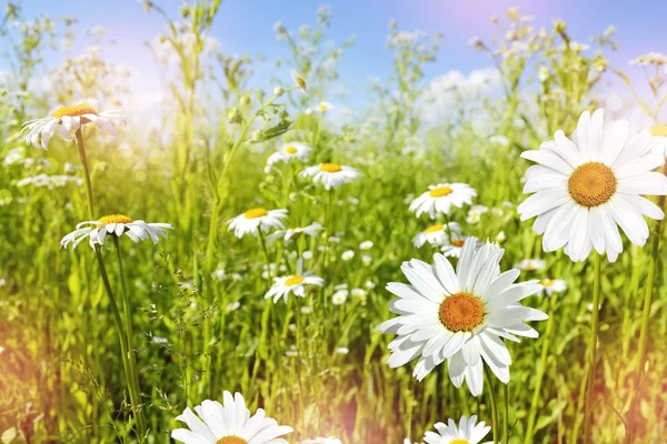 Wildflowers daisies. Summer landscape.