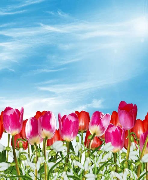 Spring flowers tulips on the background of blue sky with clouds