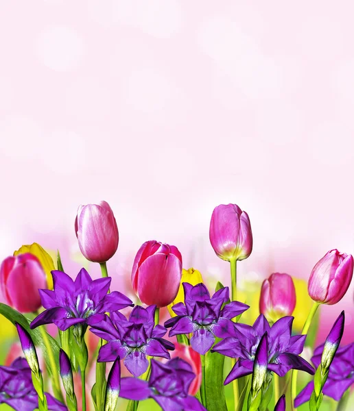 Pink yellow tulips and blue irises