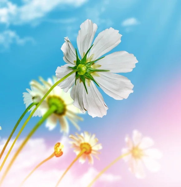 Daisy flowers on blue sky background