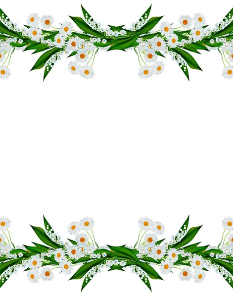 Daisies summer white flower isolated on white background
