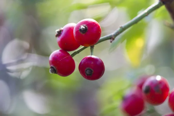 Autumn berries