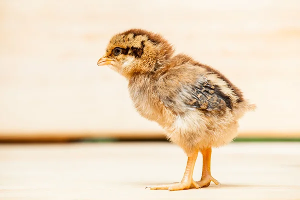 Little chicken of a rooster.