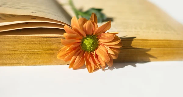 Flower and a book on a white background.