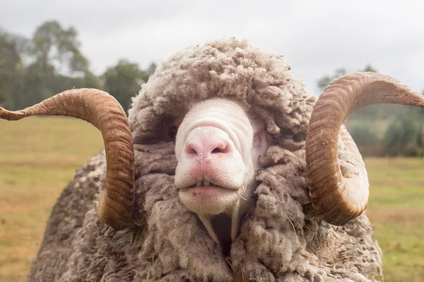 Curly-horned ram with thick wool coat