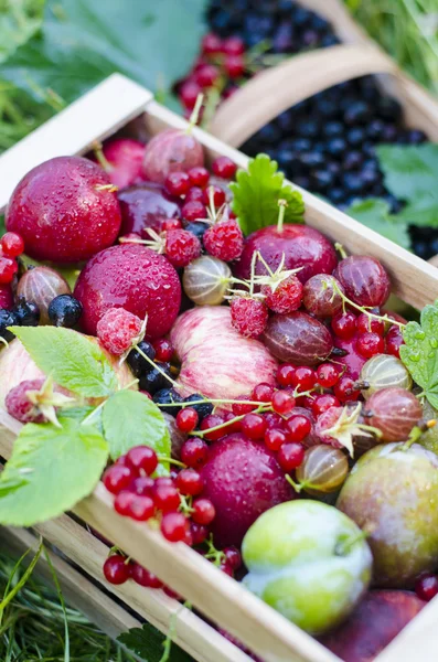 Ripe fruit and berries in a wooden box on a background of green grass. Currant, gooseberries, plums, apples, figs, blackberry, pear, peach, raspberry, black currant.
