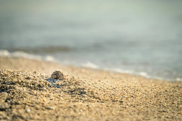 Lonely shell on seashore