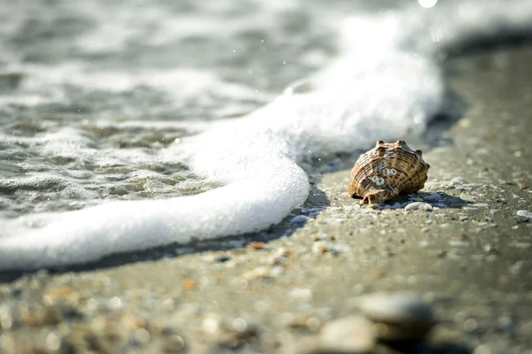 Lonely shell on seashore