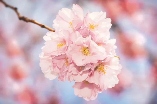 Pink cherry flowers in a cluster during a sunny spring day