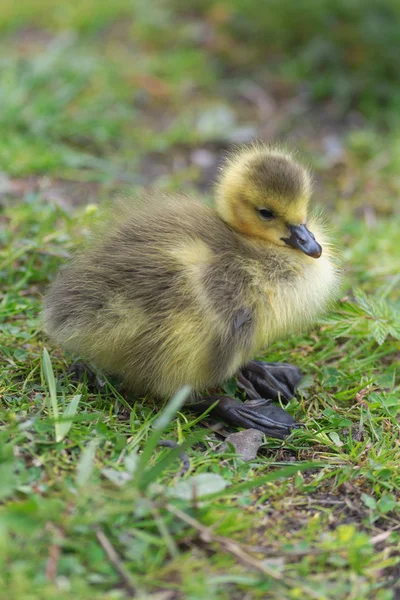 Canadian Goose chick near parents on grass