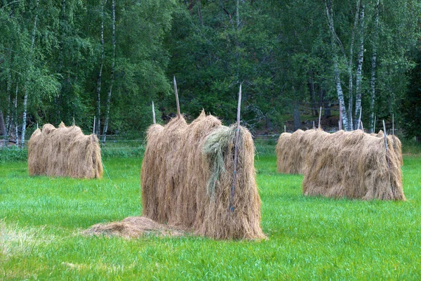 Drying hay in the old fashioned way during late summer