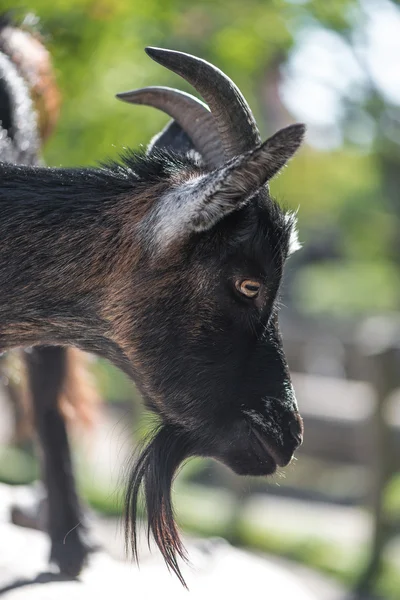 Young black goats head from the side