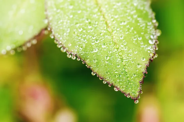 Water drops on rose leaf during morning