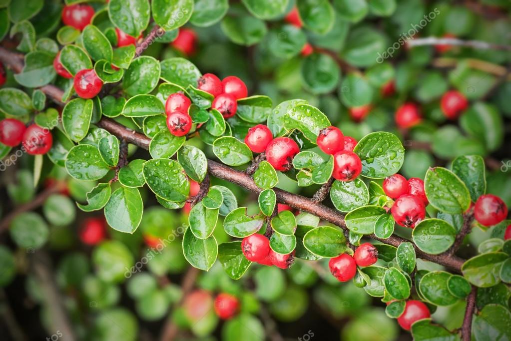 Fruits rouges sur un petit arbuste — Photographie steho © 54916577