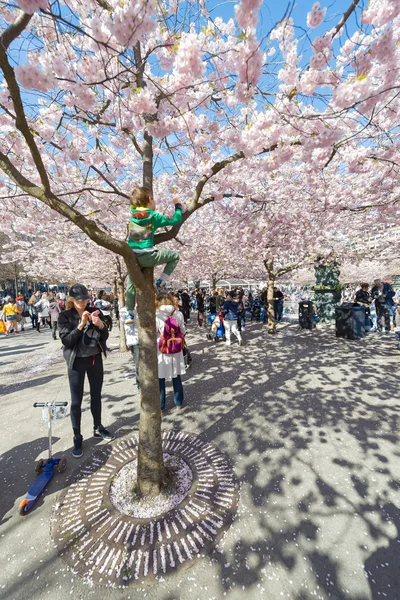 Kid climbing a pink cherry blossom tree during spring in Kungstr
