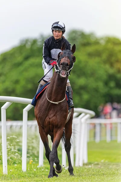 Jockey and horse during warmup before the horserace