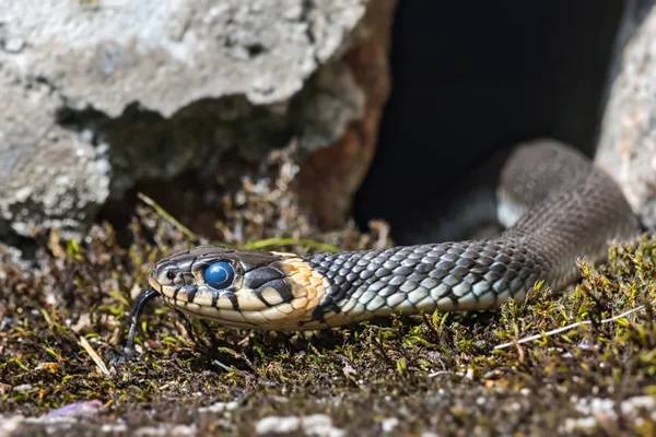 Young grass snake that just have shed skin