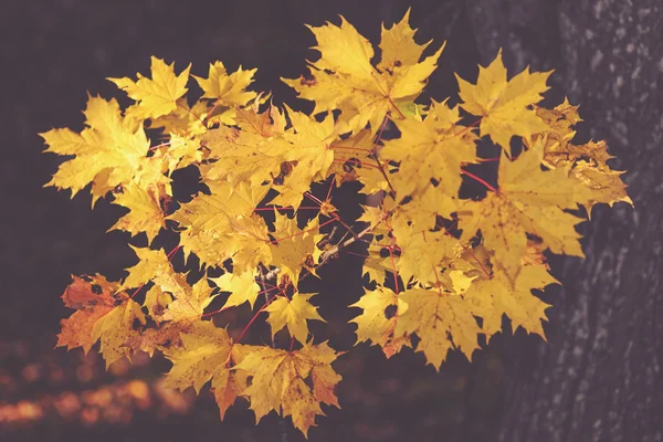 Colorful cluster of maple leafs during autumn in sunlight