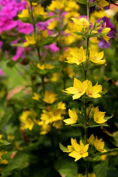 Sprig of yellow loosestrife flowers against bokeh of colourful g