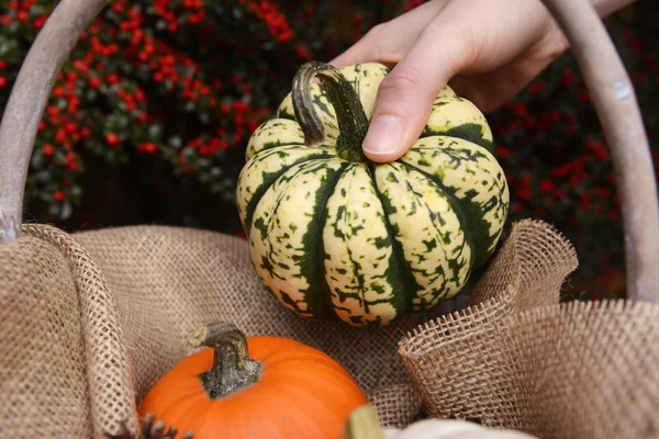 Young woman adds harlequin pumpkin to a basket