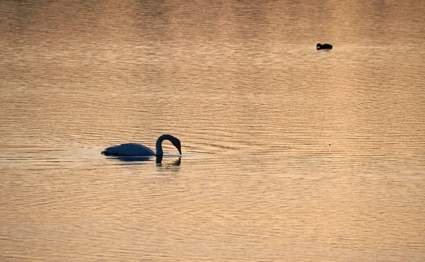 Swan in the morning light