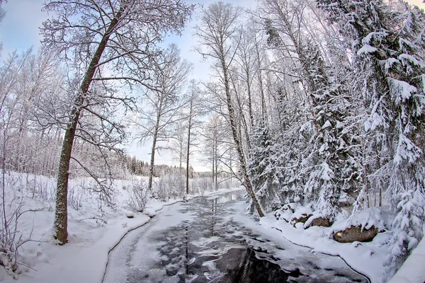 Frozen stream in forest