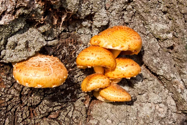 Yellow mushrooms on a tree