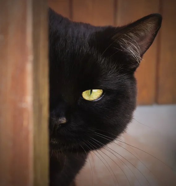 Black Cat with yellow eyes