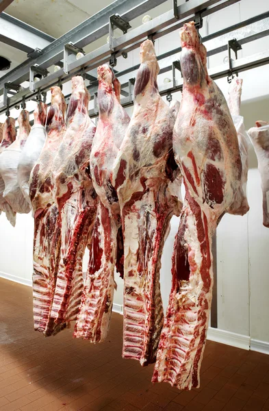 Row of fresh meat hangs in refrigeration unit