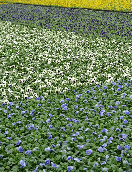 Fields of violets being cultivated in a farm