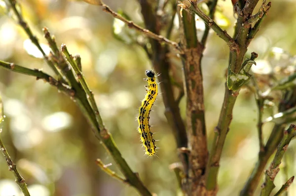 Colorful yellow and black caterpillar