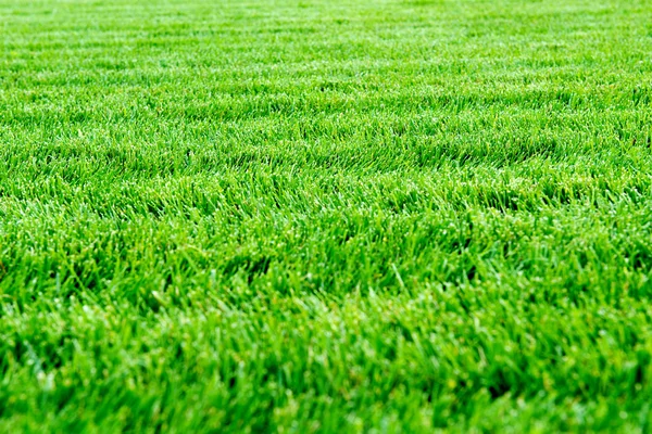 Fresh green spring grass close up