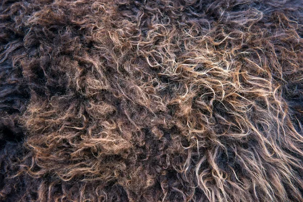 Brown animal hair closeup