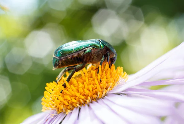 Green beetle macro