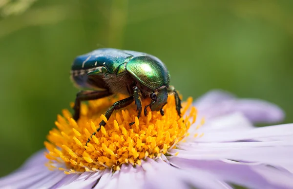 Green beetle sitting on a daisy