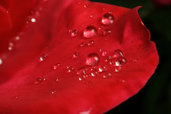 Dew drops on the leaves of red roses