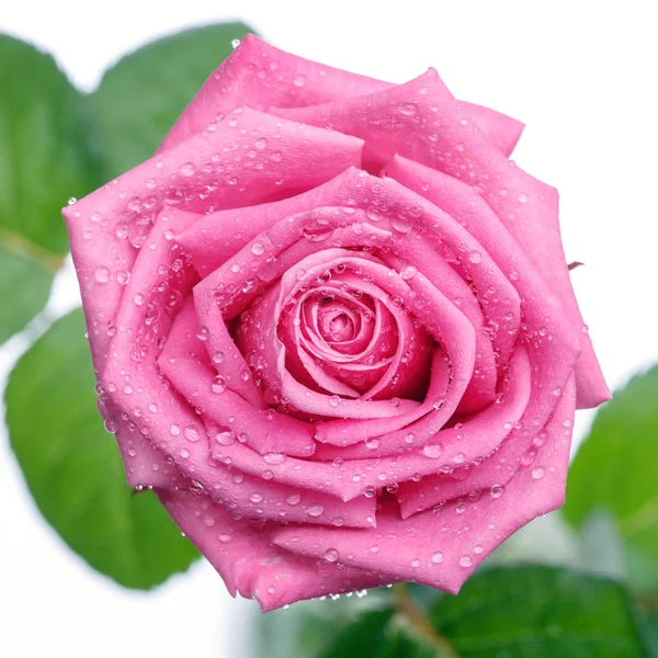 Pink rose head isolated  on white  background