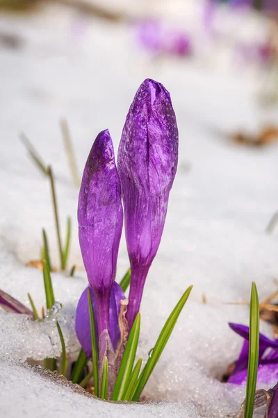 Blooming violet crocuses, Spring Snowdrops in snow in mountains