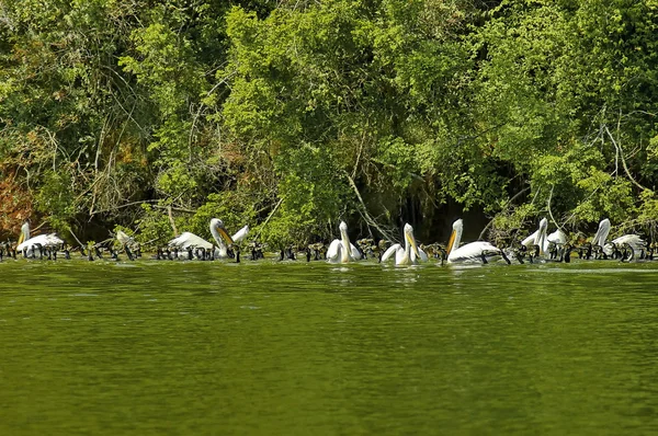 Group animals - pelicans and cormoran at lake Kerkini