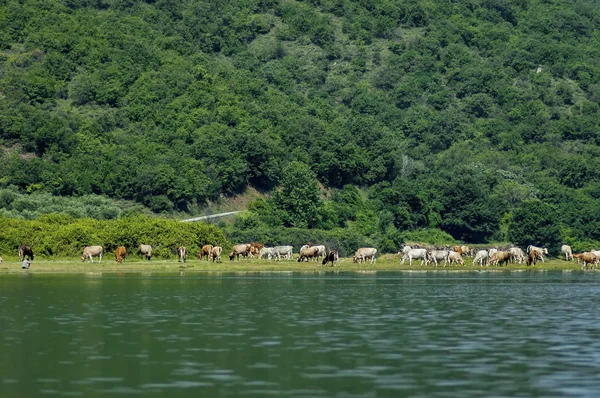 Cow herd near lake ecoarea