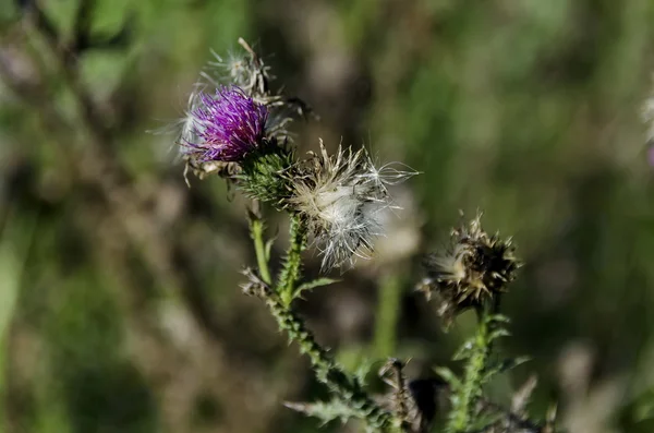 Background of thistle (Scotch) flowers and seed in field