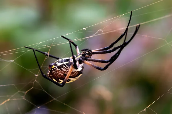 A large garden spider upside down on a web.