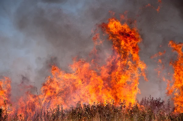 Fire burns through a prairie.