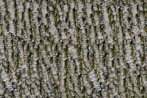 Bark of tree. Seamless Tileable Texture.