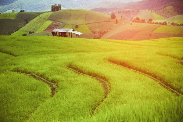 Green Rice fields on terraced in Thailand, rice field or rice terraces in the mountain and travel place for relax and feeling nice, rice field in the nature and nature background for presentation.