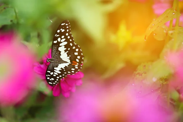 Butterfly in garden and flying to many flowers in garden, Beautiful butterfly in colorful garden or insect farm, Animal or insect life in the nature and empty area for text to support presentation.