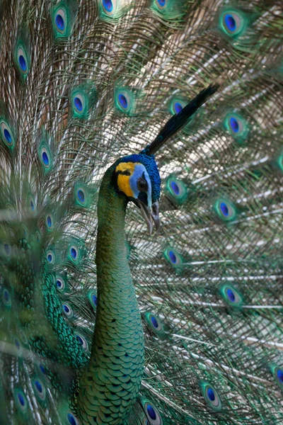 Peacock peafowl with his tail feathers. Animal in zoo