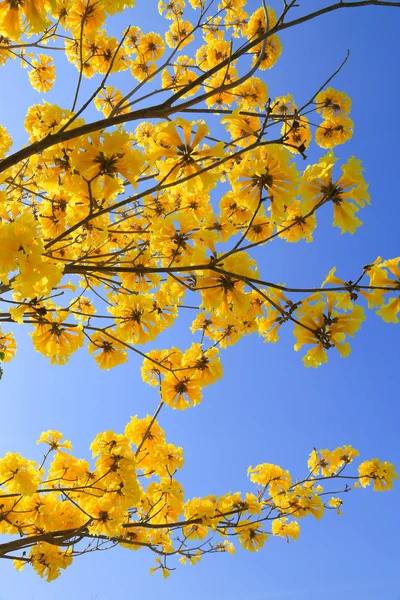 Yellow flower background on sun light or good weather days.