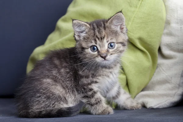 The small kitten sits on the priest, and looks ahead. Tail in the form of a question mark