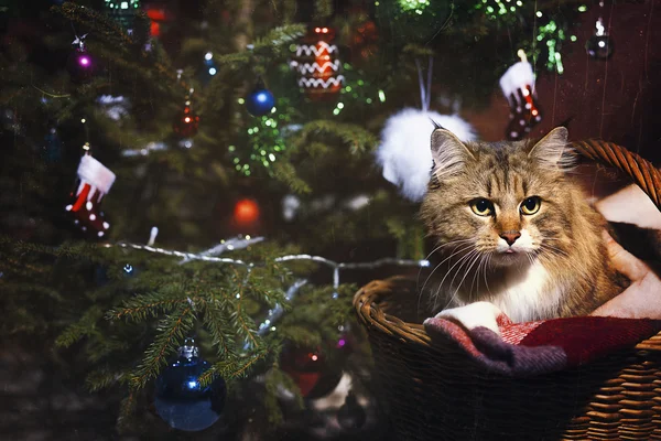 Christmas card. Cat in a basket under the tree